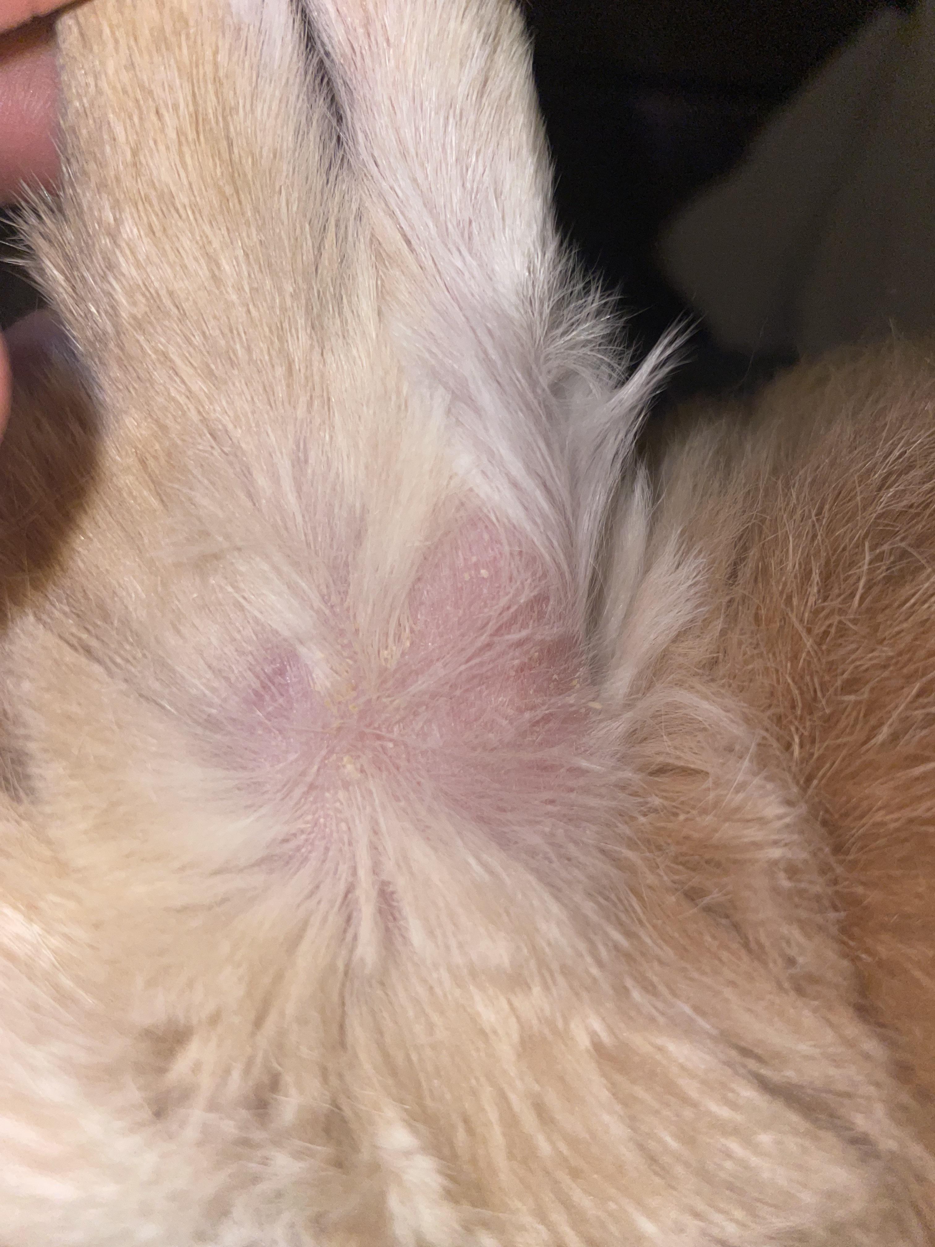 Close-up of a rabbit with thinning fur and reddish, itchy skin on its rear end
