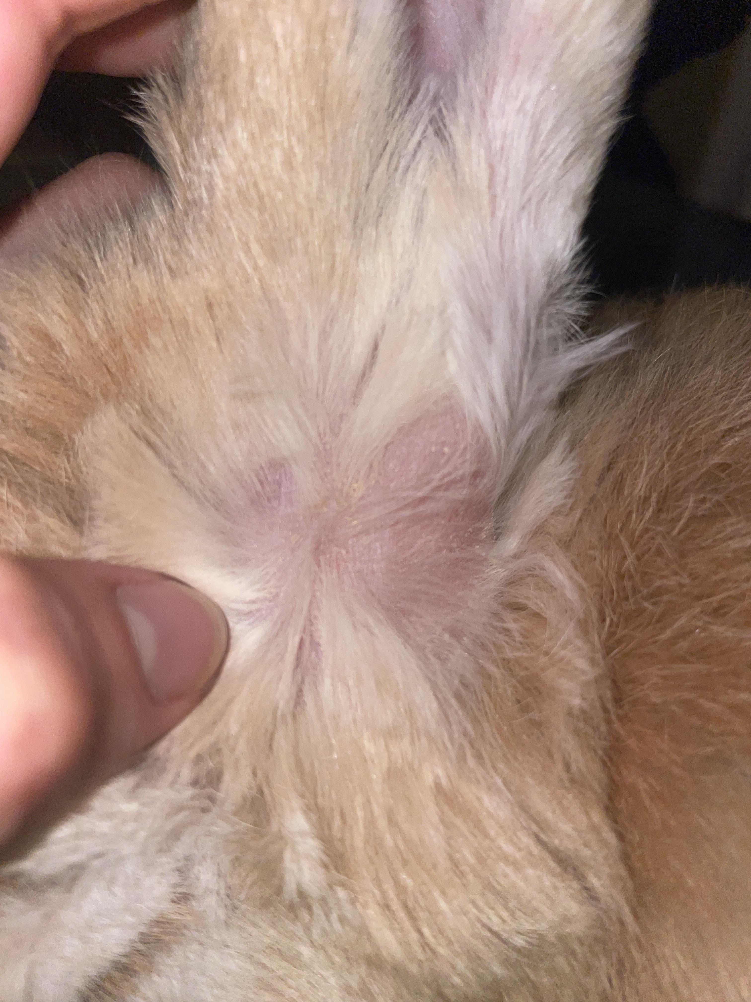 what’s up with the skin under my boy’s ears? seems to be itchy :( noticed it a couple weeks ago and have been monitoring since