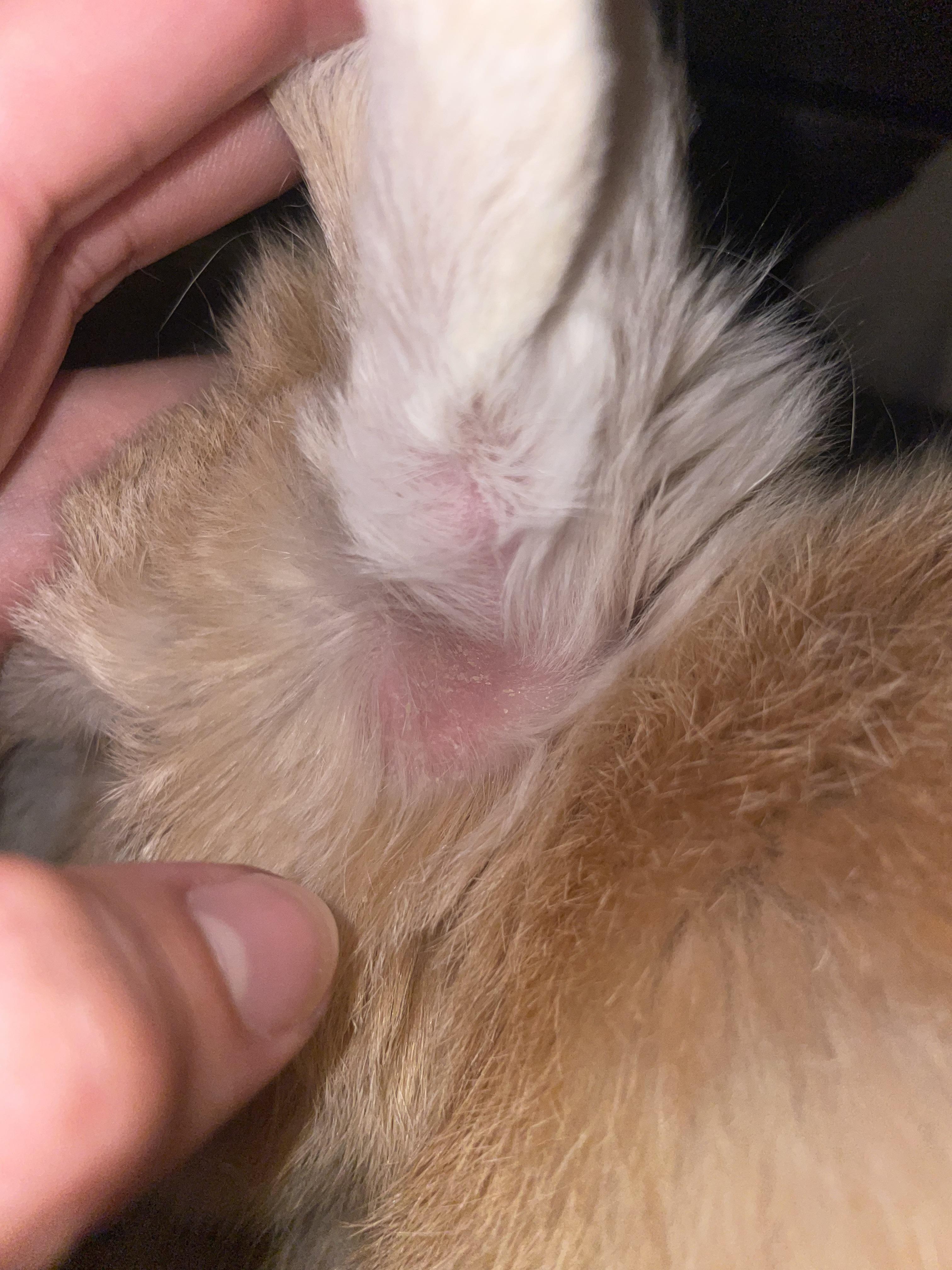Close-up of a rabbit with thinning fur and reddish, itchy skin on its rear end