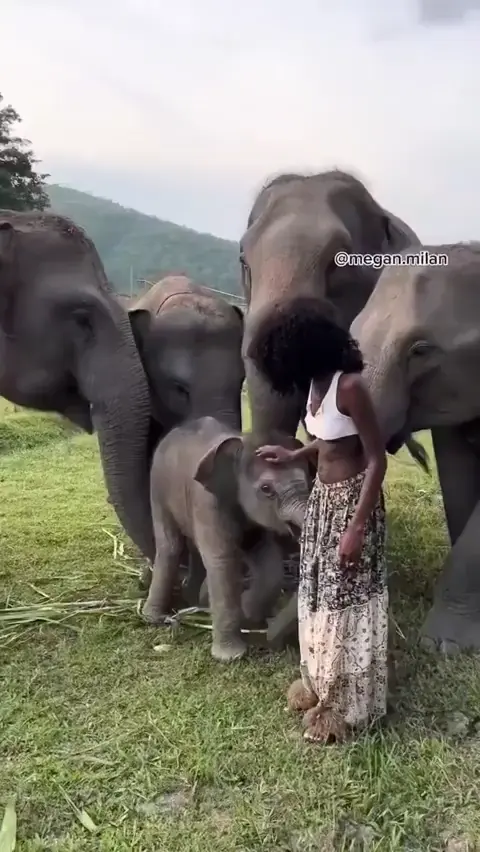 To take a photo with a baby elephant !!