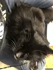 Toft hanging out on my lap