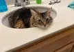 Tofu lingered as I showered 