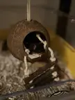 Tony in new coconut house
