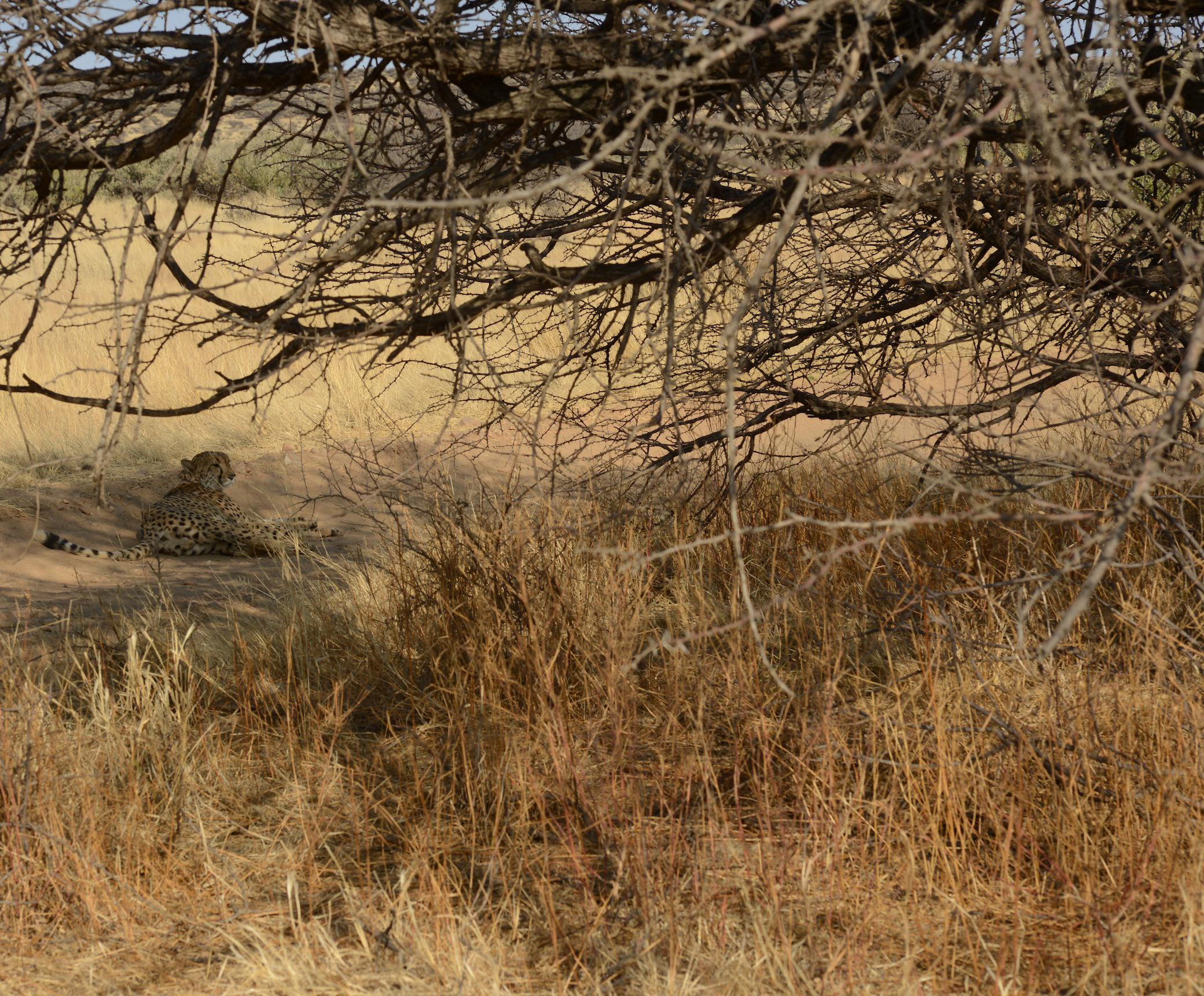 Too lazy to even hunt his own lunch. Sigh, kitties today.