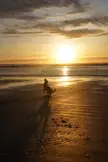 Took Oz to the beach!