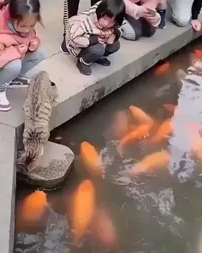 Touch the fish