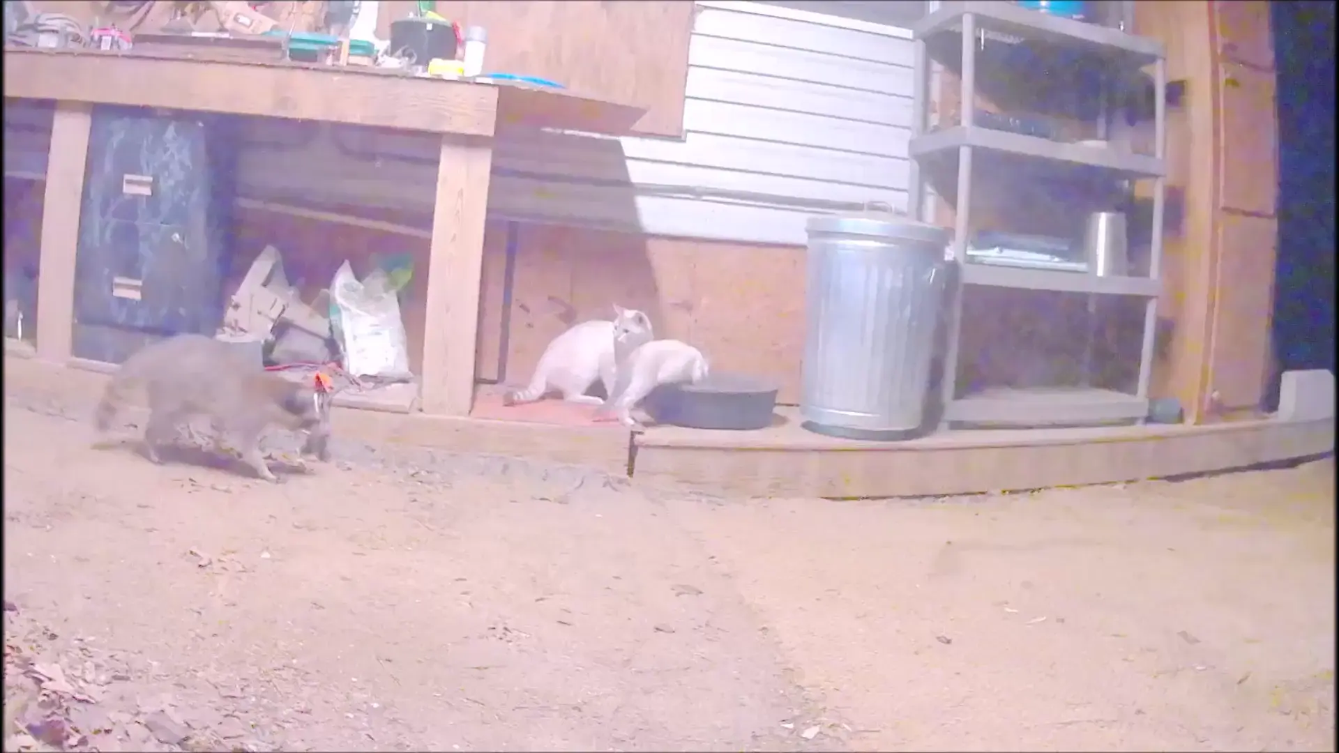Trash panda startles midnight snackers.