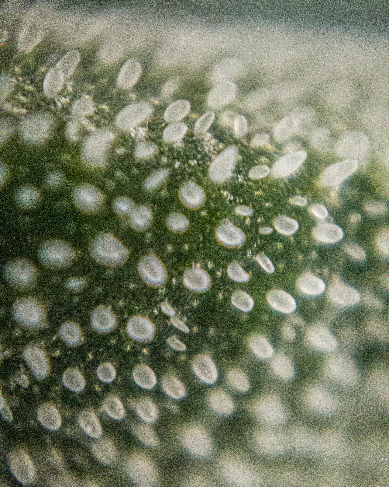 Tricombs [around 30x]