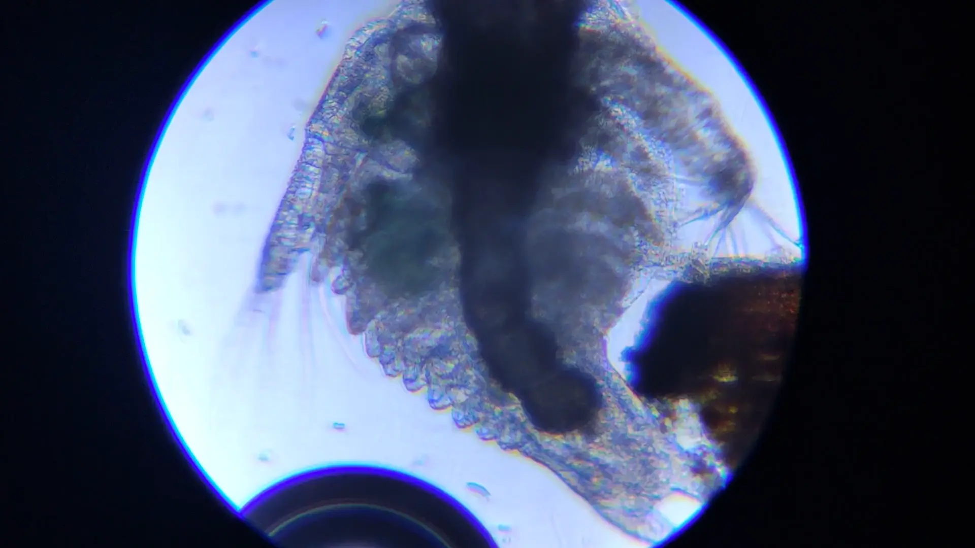 Triops Under Microscope