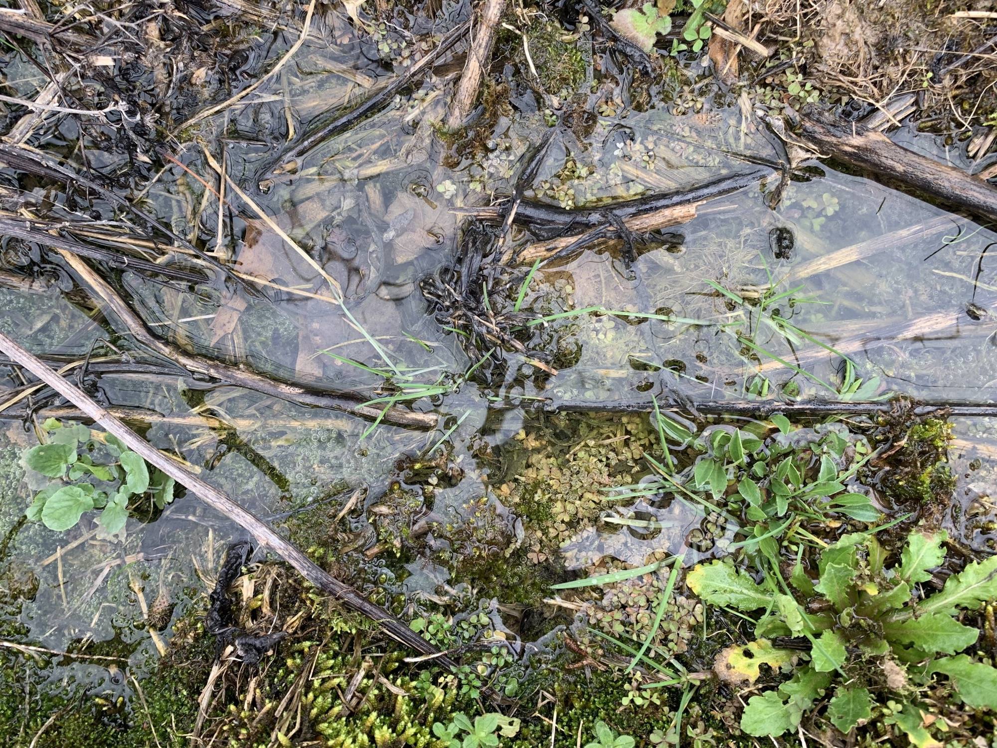 Tropical river basin during the rainy season, aerial view