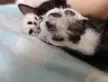 Tuxedo kitty beans