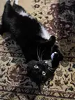 Tuxie love flops