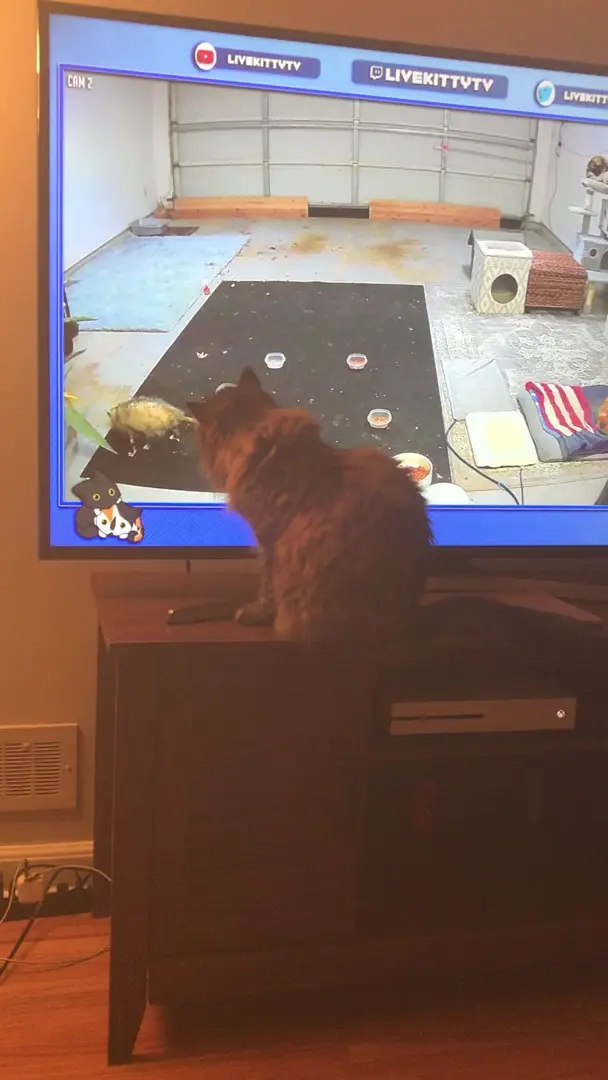 TV opossum taps