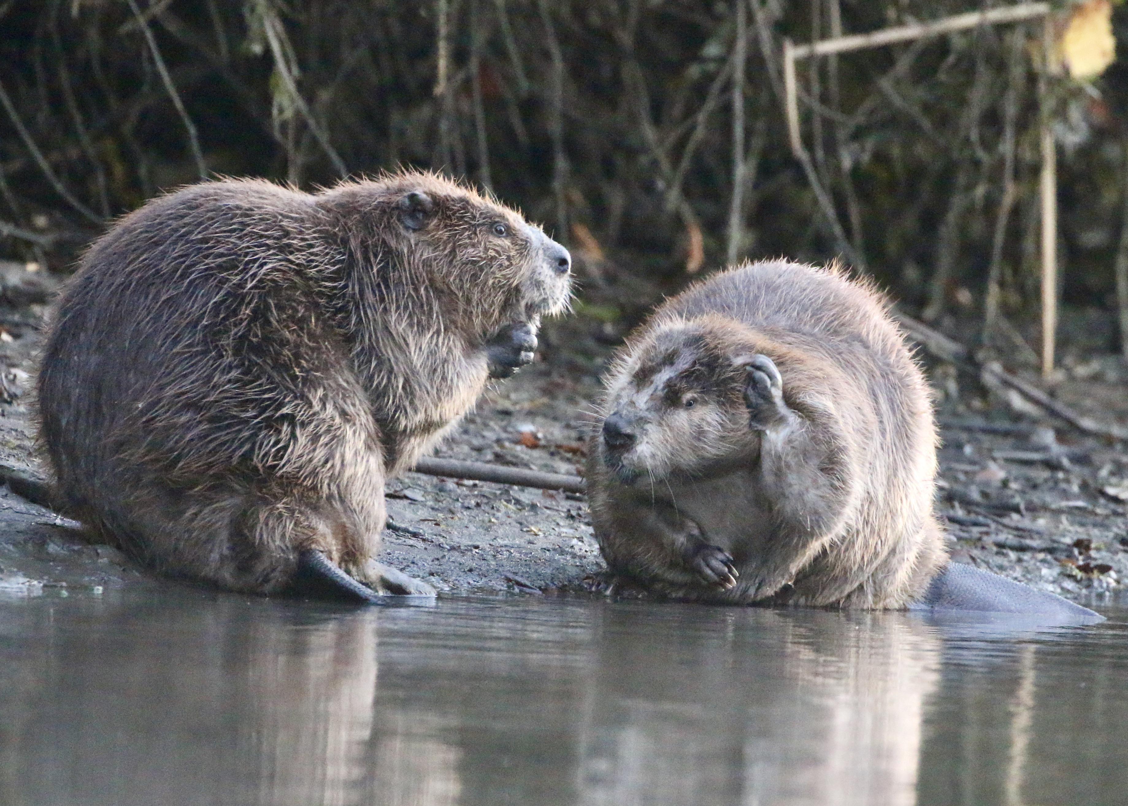 Two Beavers.One beaver seems to be telling the other a secret 😊 | Scrolller