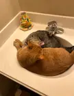 Two cats are in the sink