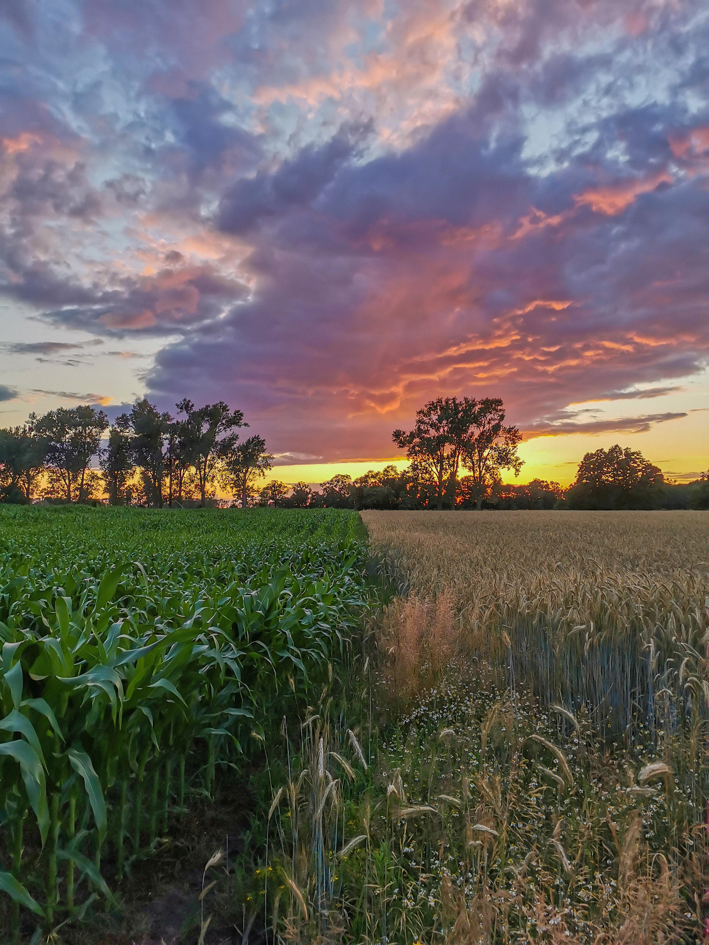 Two fields meat each other. Brandenburg Germany.