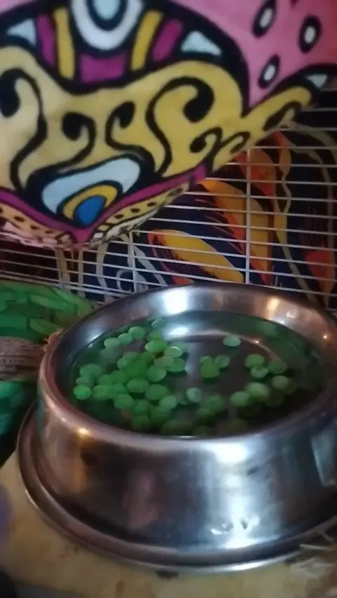 Two types of rats