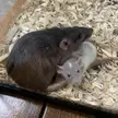 Two very cute rats at the vet