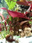 Guppies