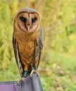 Owls