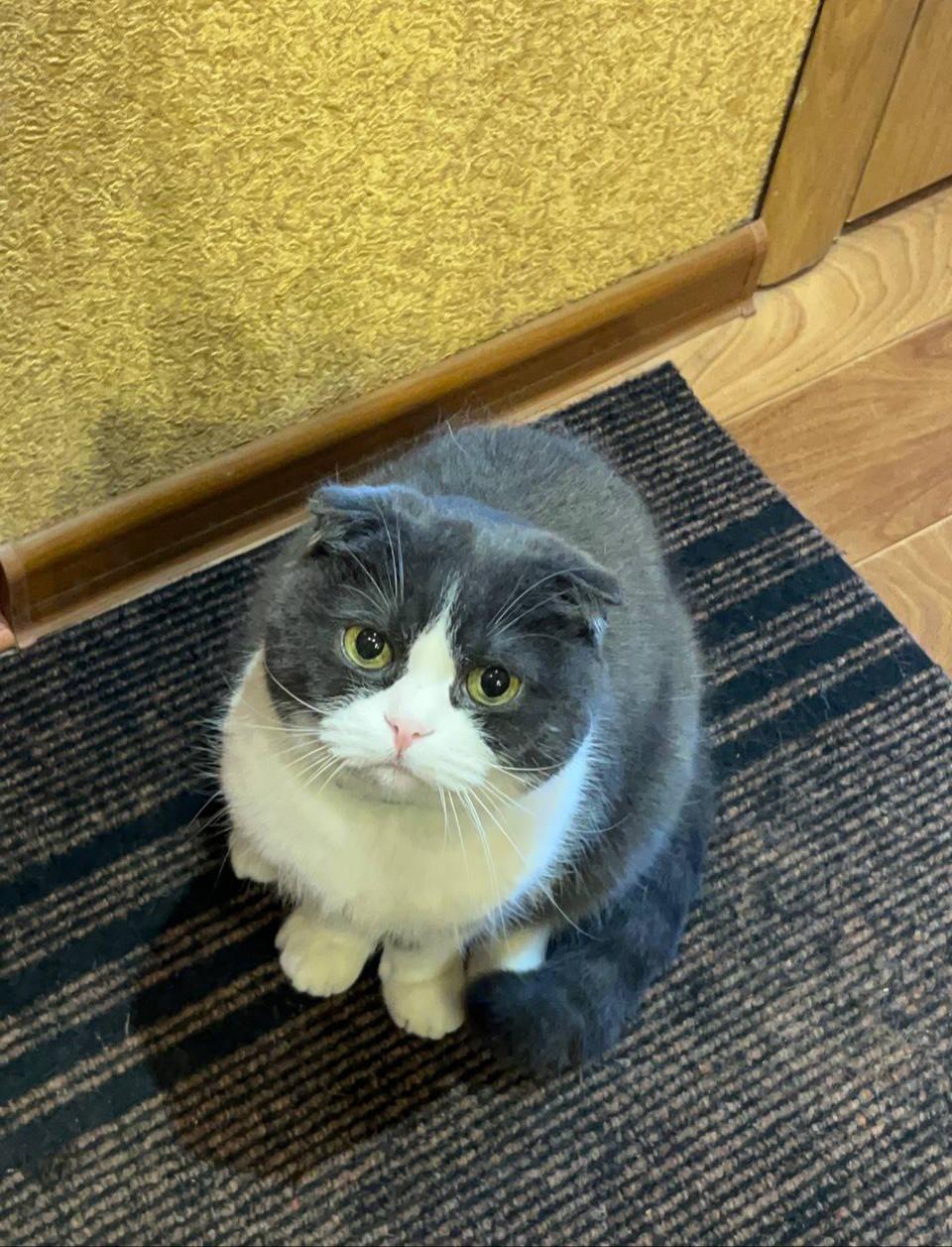 Cute grey and white cat posing in a cat bed, a blue pet carrier, and on a rug