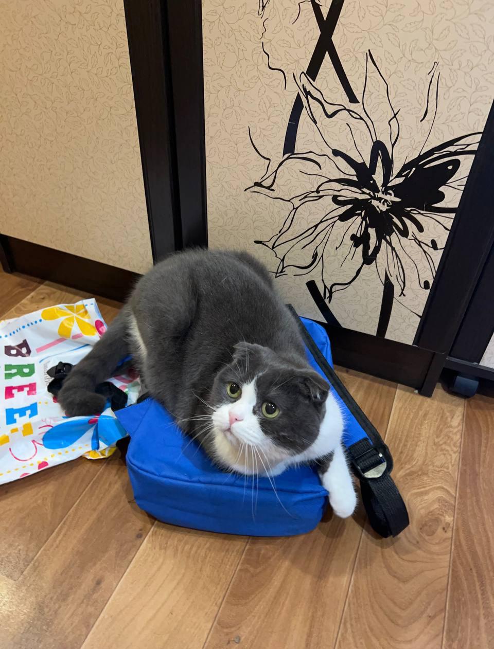 Cute grey and white cat posing in a cat bed, a blue pet carrier, and on a rug