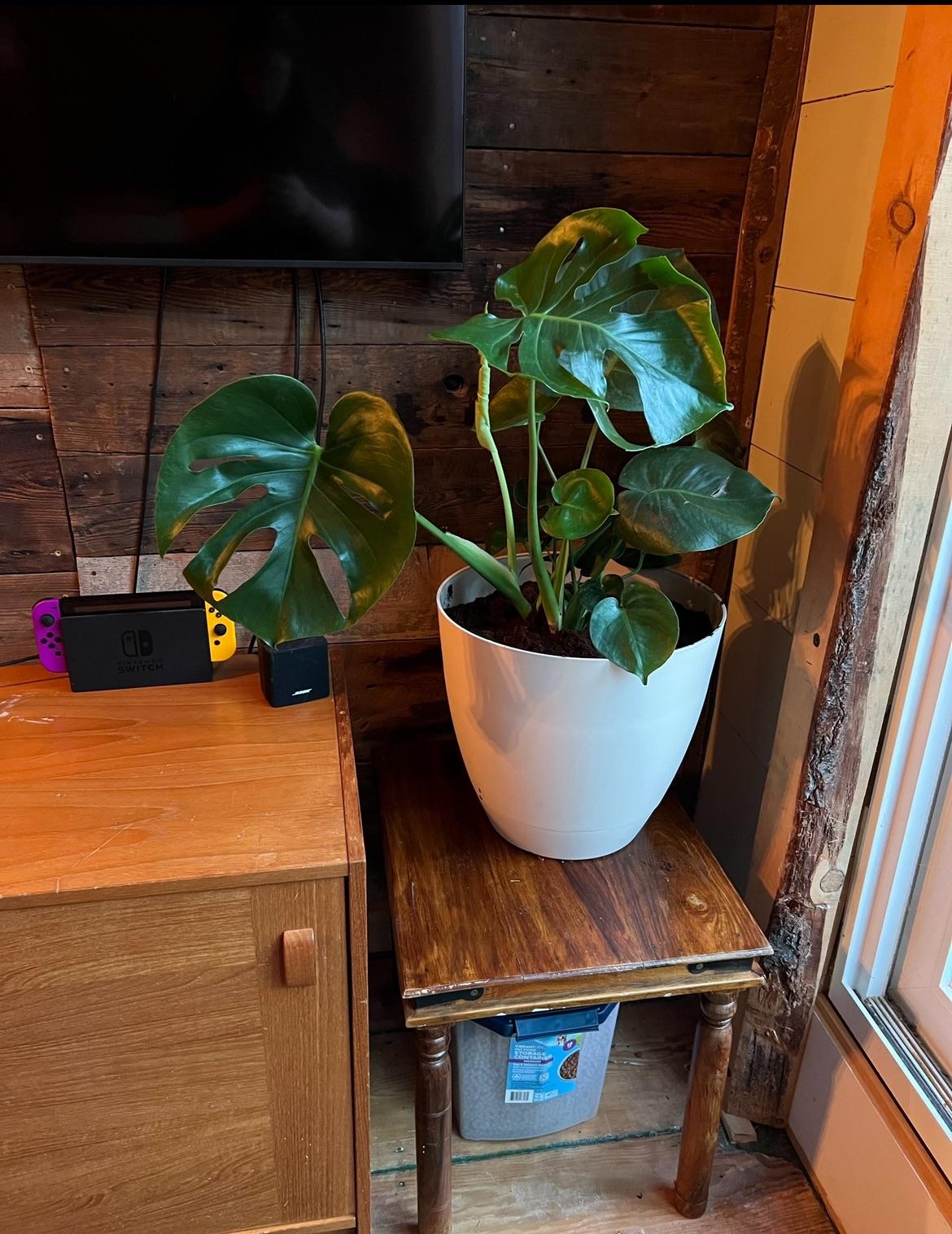 Monstera plant in a white pot and a dog in a wood-paneled living room