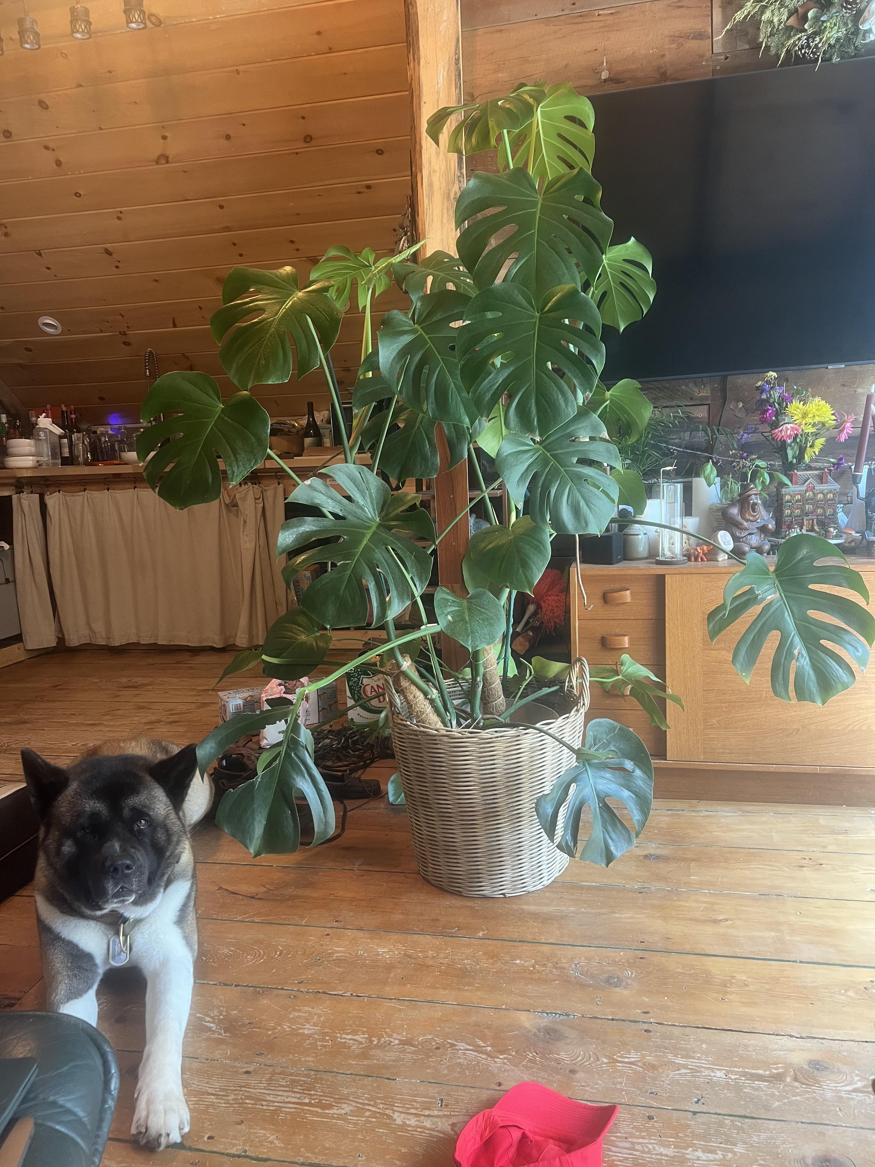 Progress pics of my monster plant!