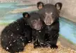 Unbearably sweet sisters