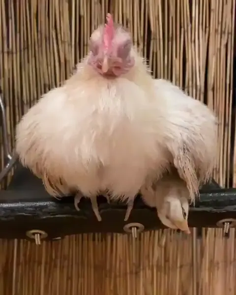 Under mom's wing