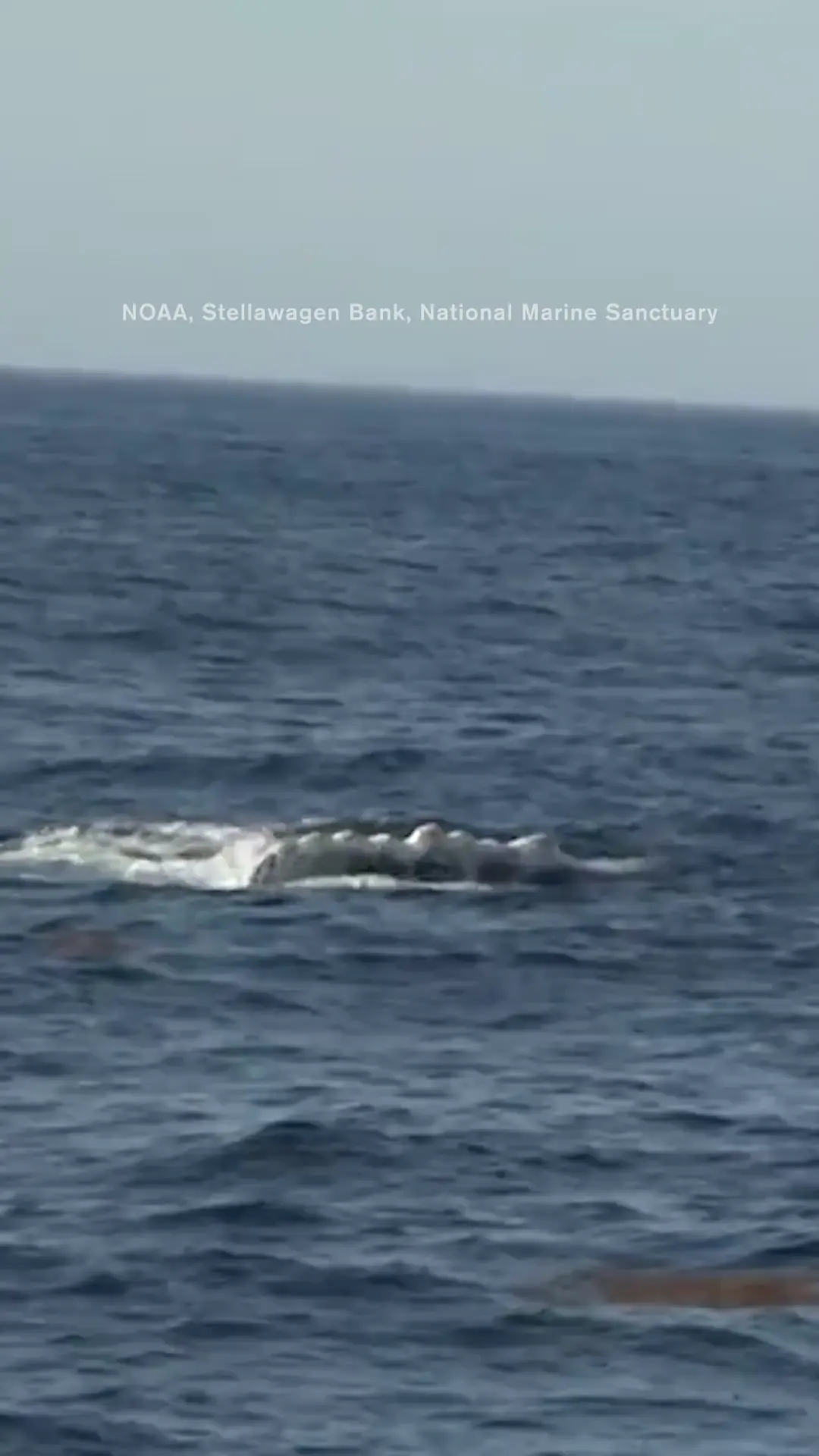 Underwater National Park Off of Cape Cod 