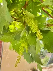 Unripe grapes!