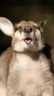 Up close and personal with a little Kangaroo (3080x5484)