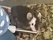 URGENT: Will Pepsi hurt my mouse? 