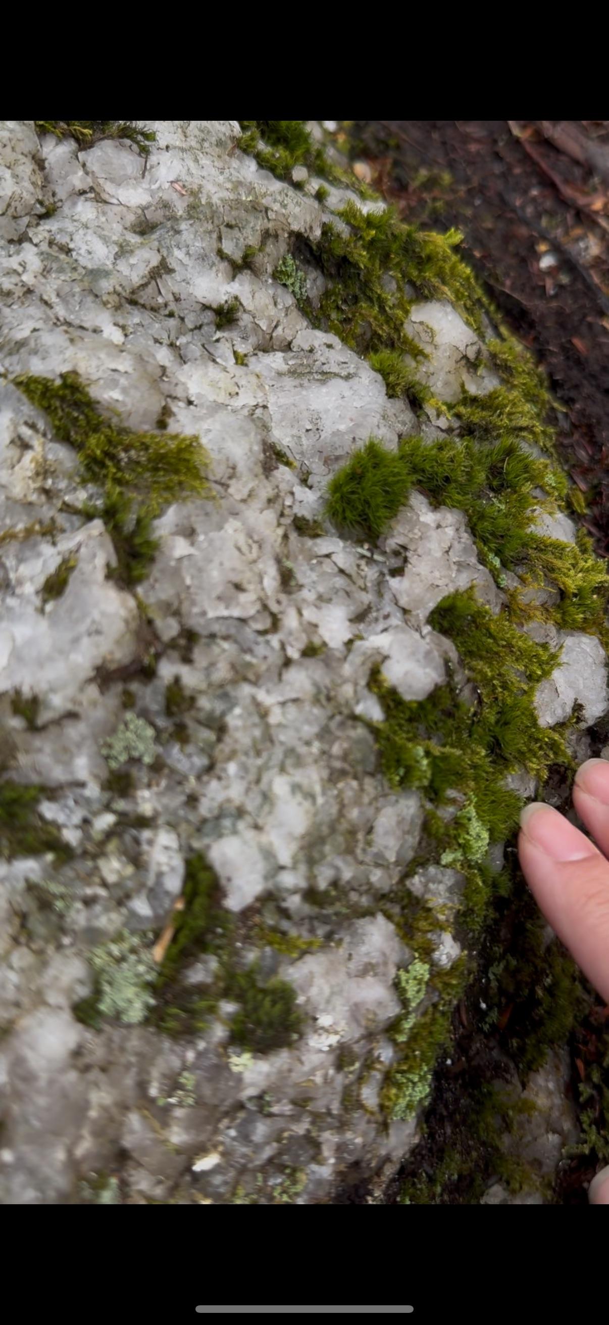 Scrolller Rocks Came across this rock on a hike! what is it called? | Scrolller