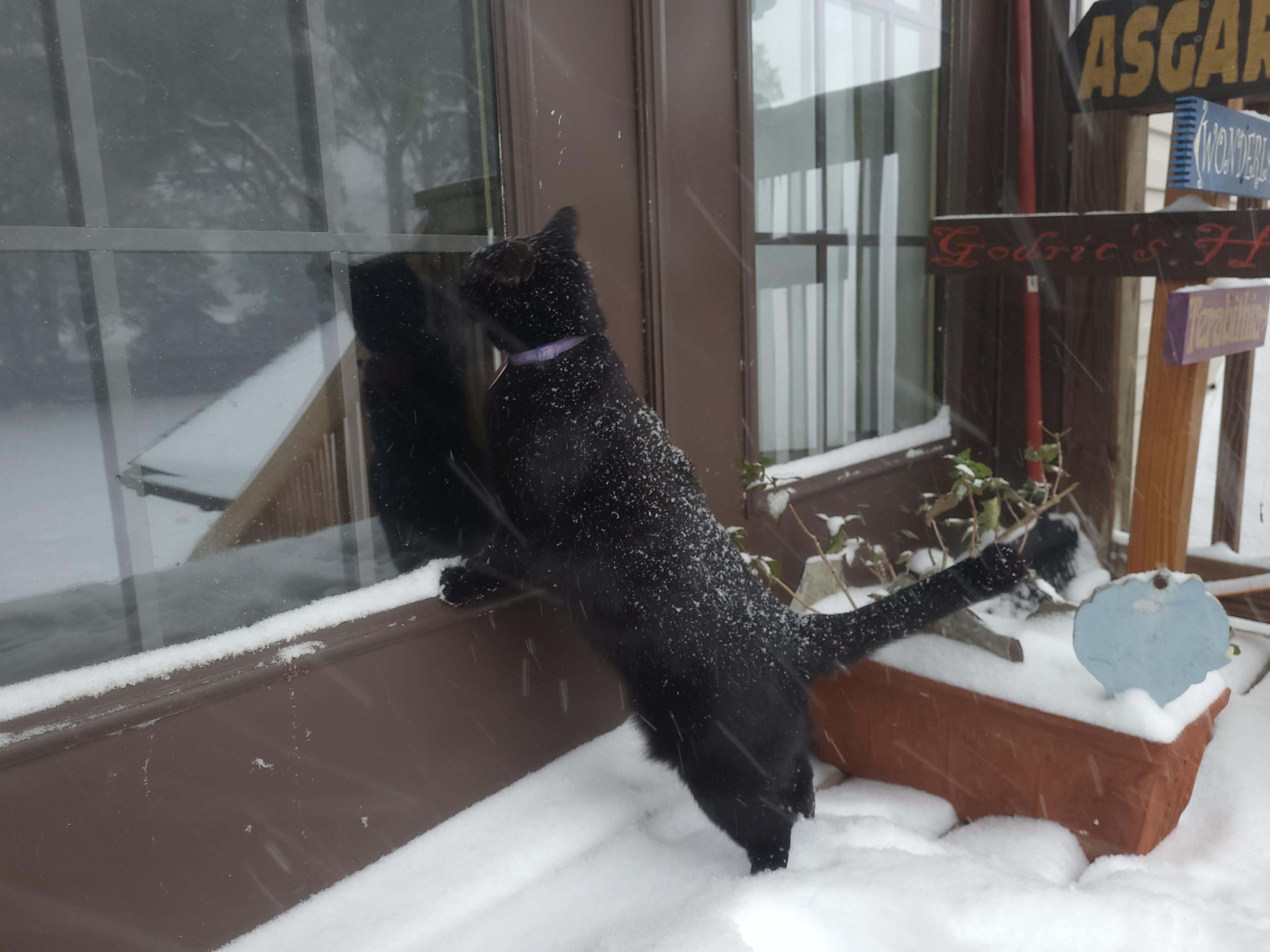Weird Cold Cat No Likey This Weird, Cold Wet White Stuff | Scrolller