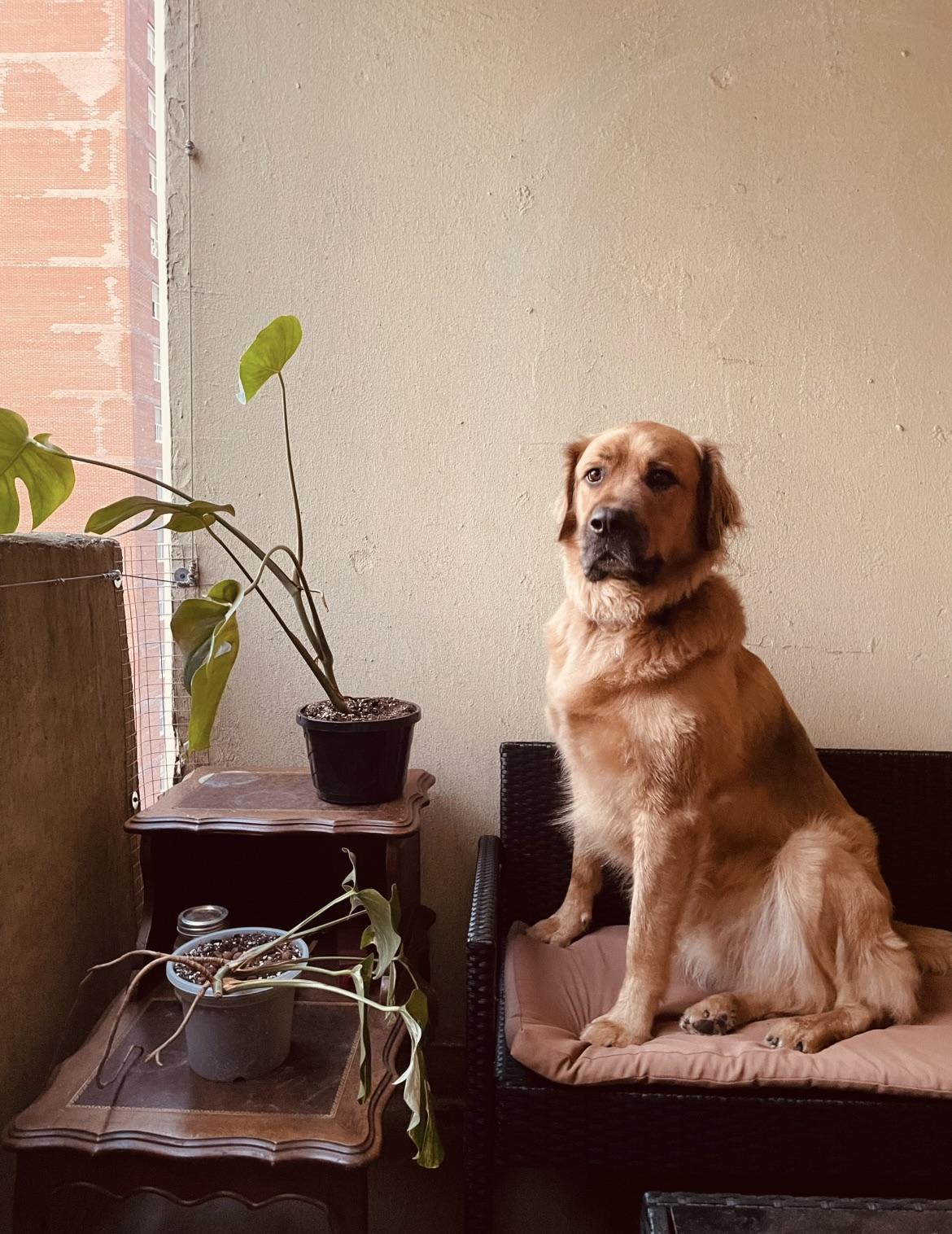 Arlo, a golden retriever, sitting on a cushioned dark wicker chair next to potted plants on wooden tables.