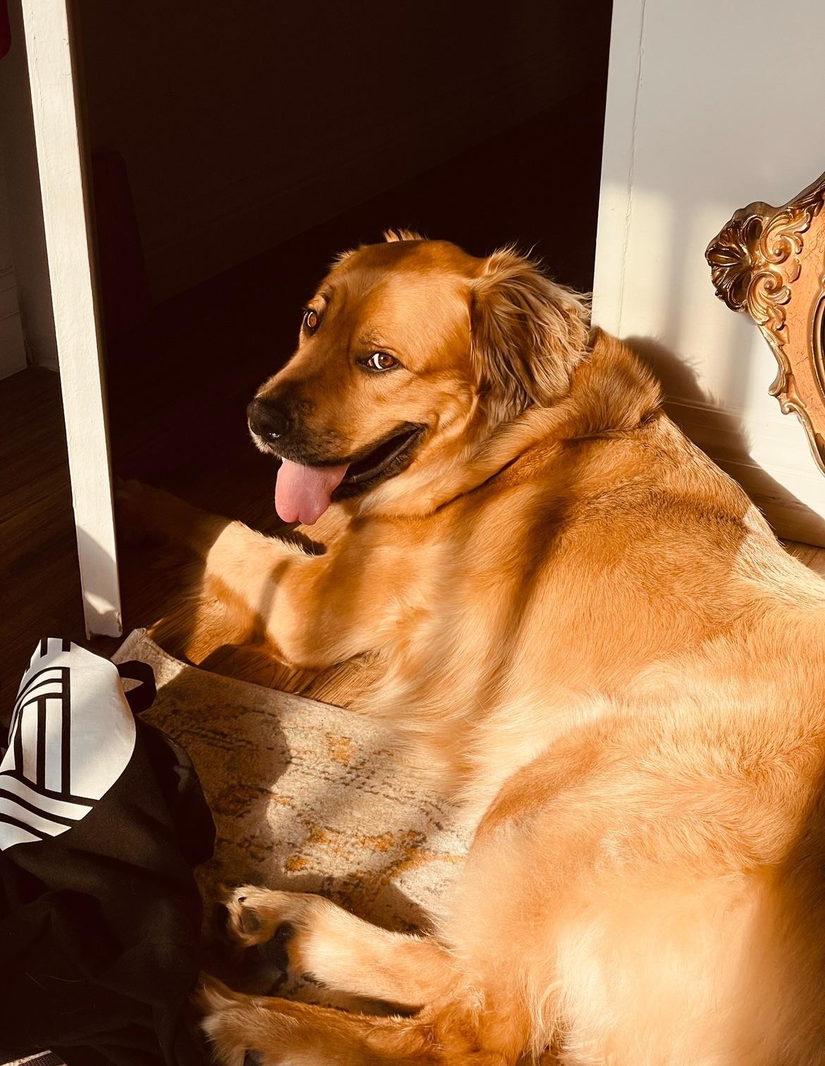 Arlo, a golden retriever, sitting on a cushioned dark wicker chair next to potted plants on wooden tables.