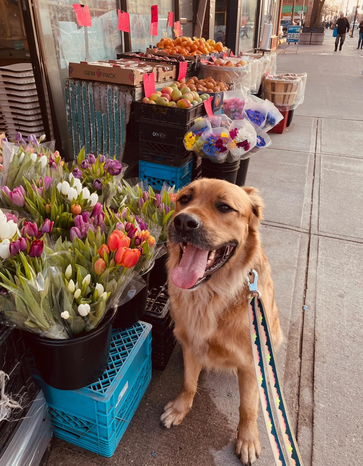 Arlo, a golden retriever, sitting on a cushioned dark wicker chair next to potted plants on wooden tables.