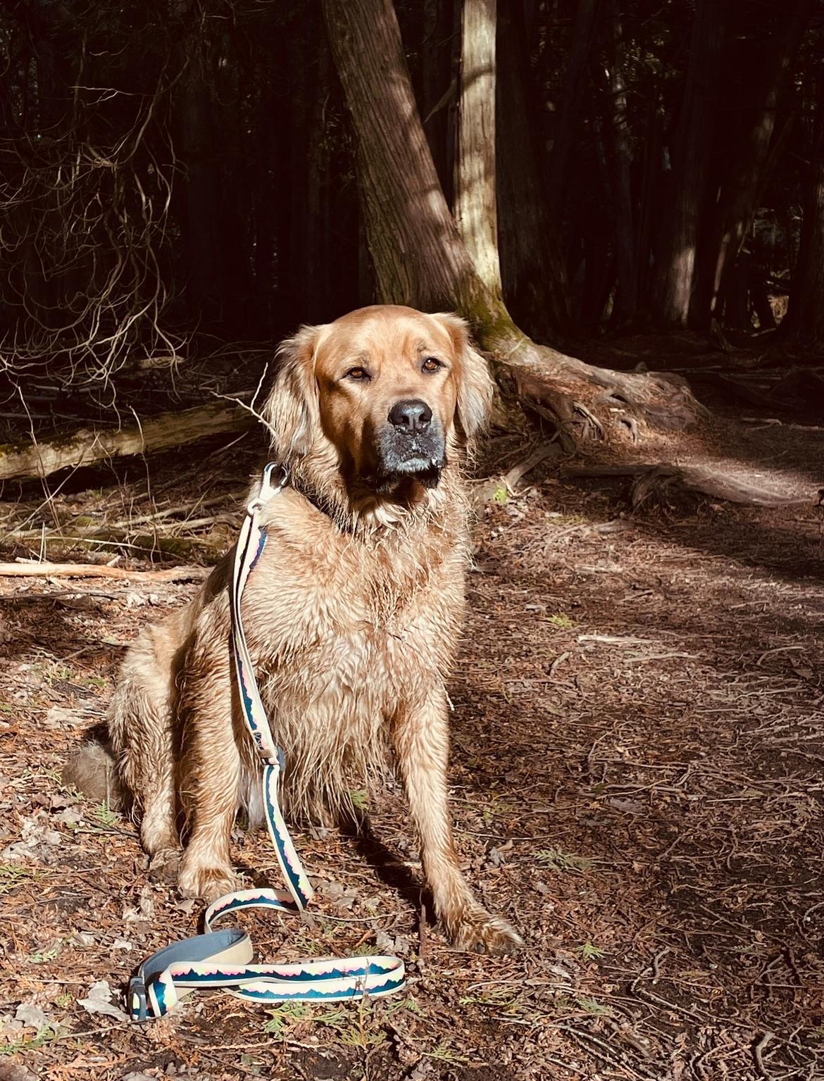 Arlo, a golden retriever, sitting on a cushioned dark wicker chair next to potted plants on wooden tables.