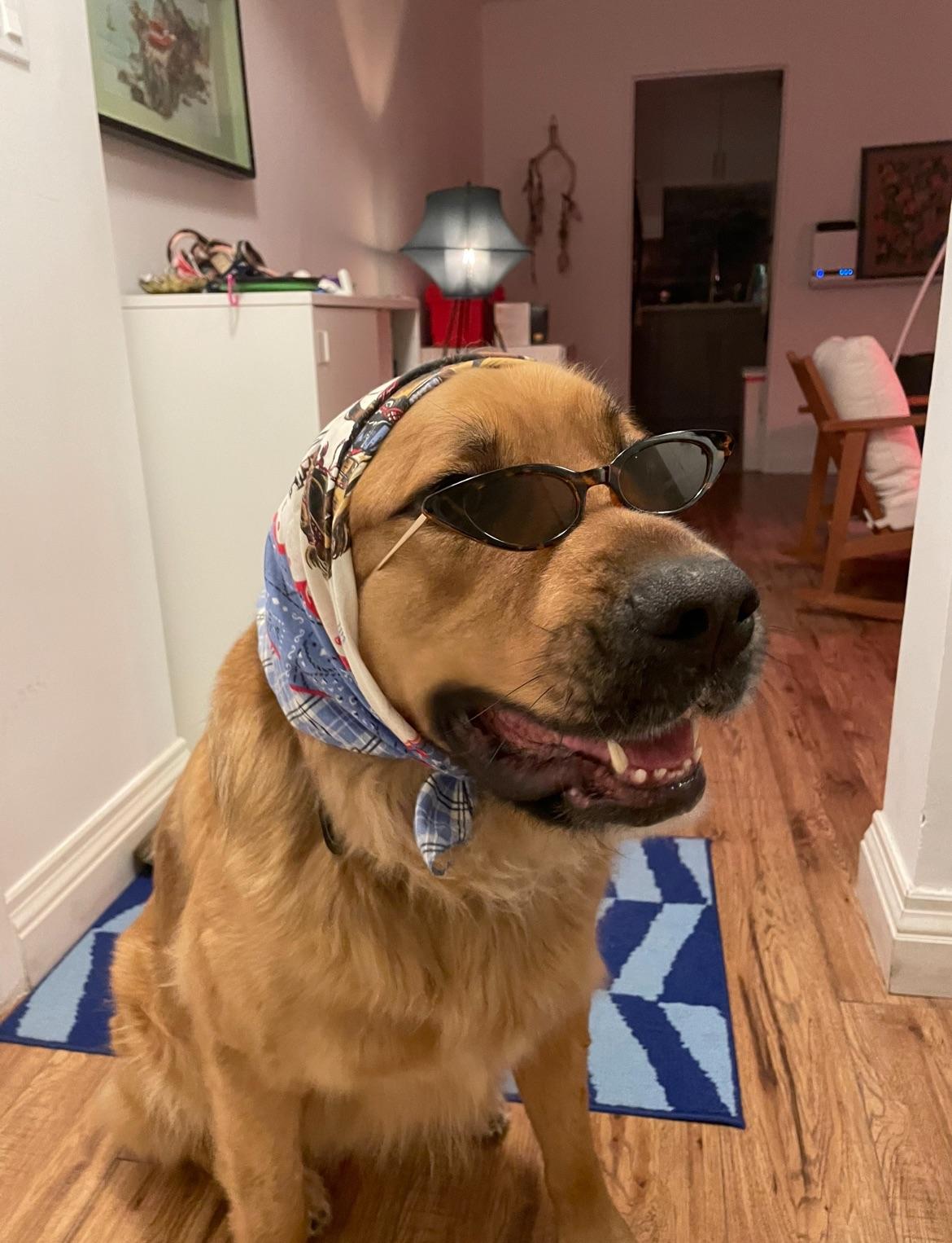 Gentle giant named Arlo 🥺❤️