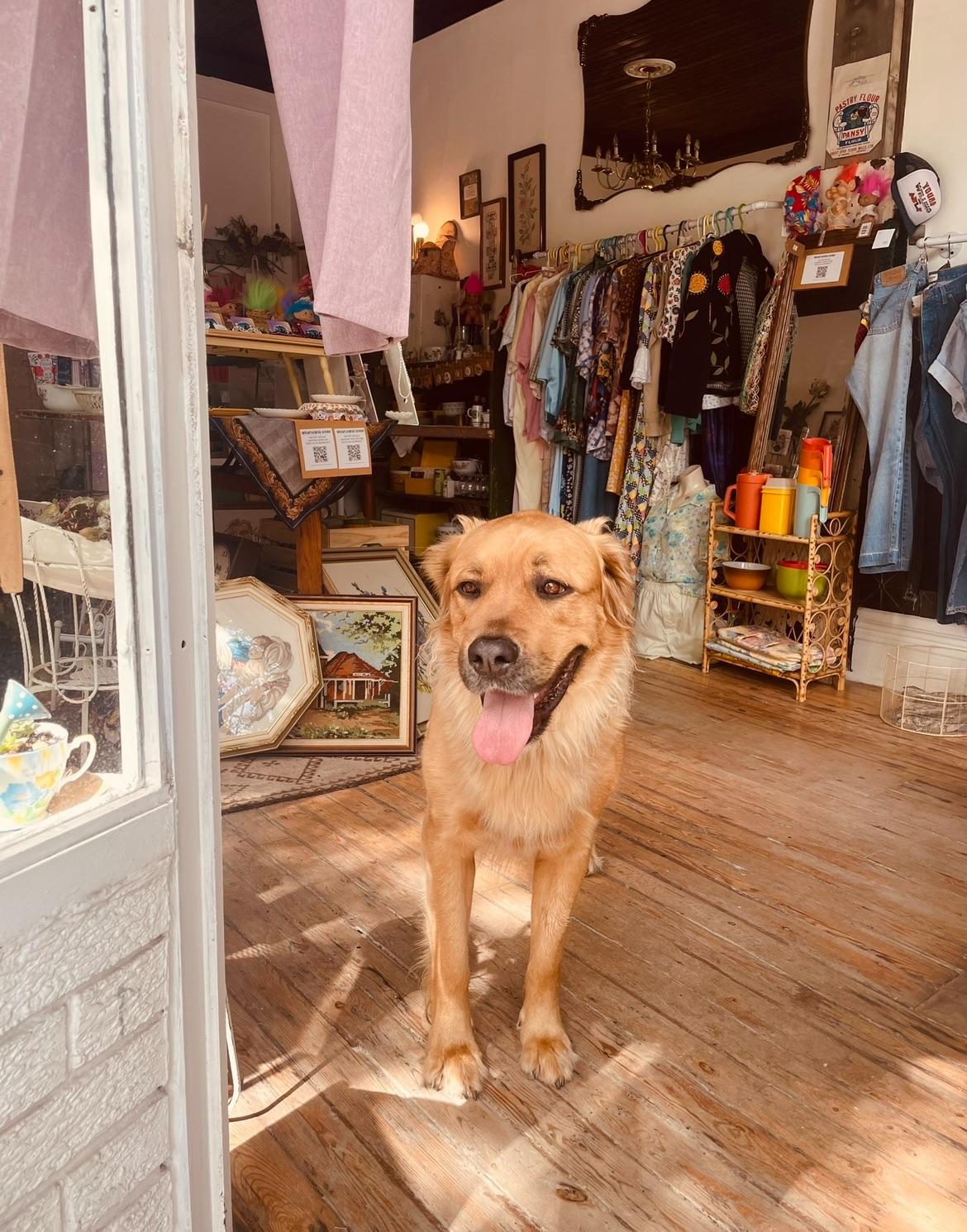 Arlo, a golden retriever, sitting on a cushioned dark wicker chair next to potted plants on wooden tables.