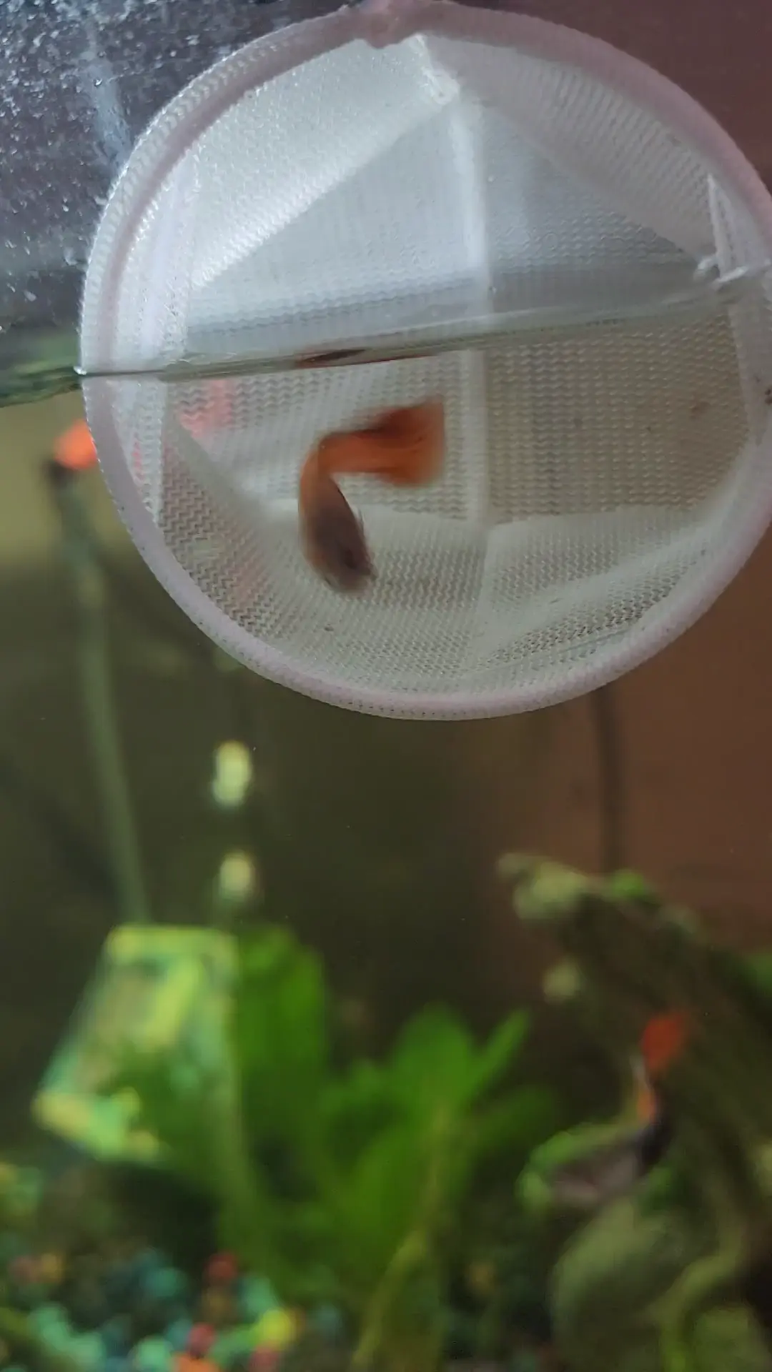 Variety identification 1