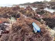 Velella velella jellyfish washed up on seaweed [3024x4032] [OC]
