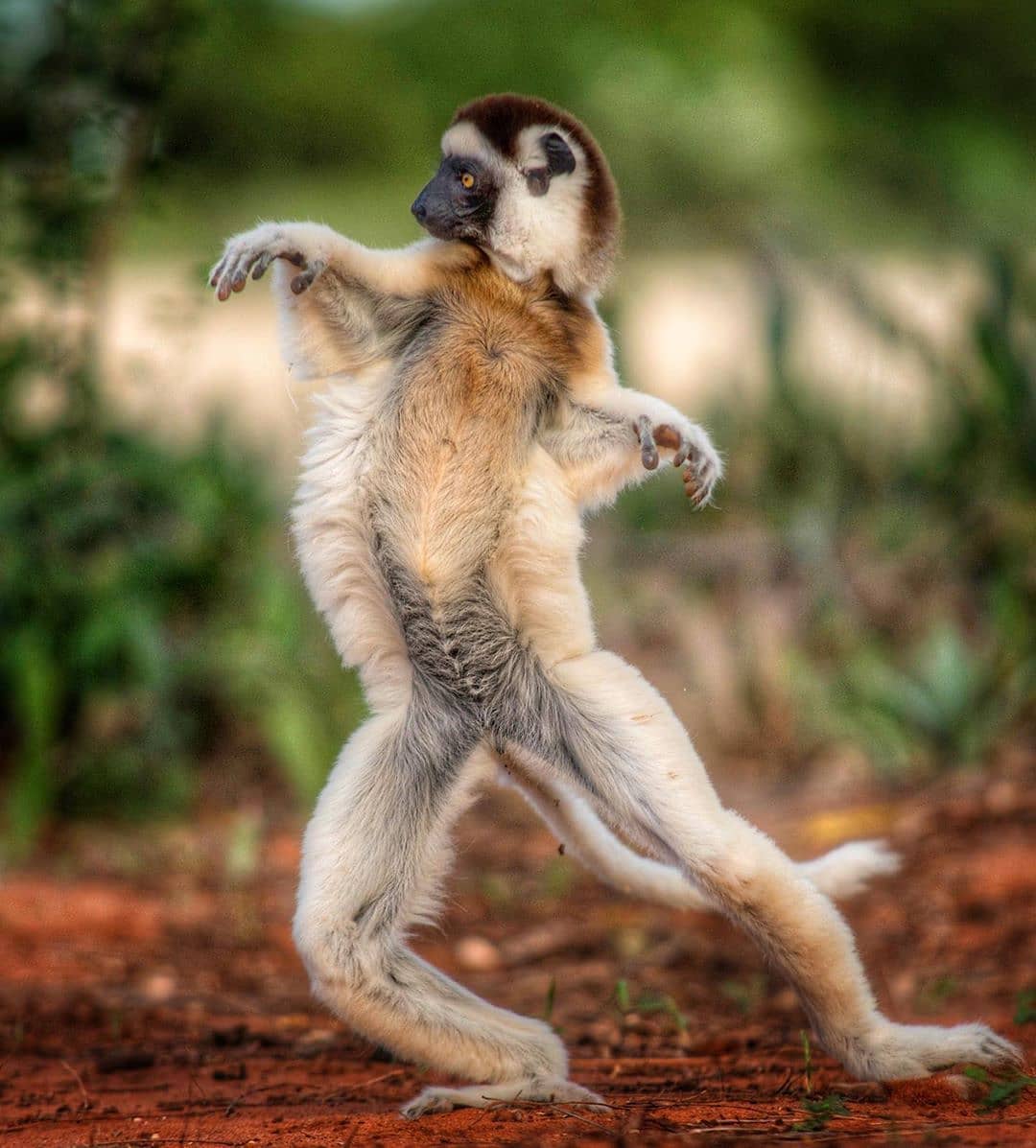 Verreaux's sifaka showing off their dance moves. | Scrolller