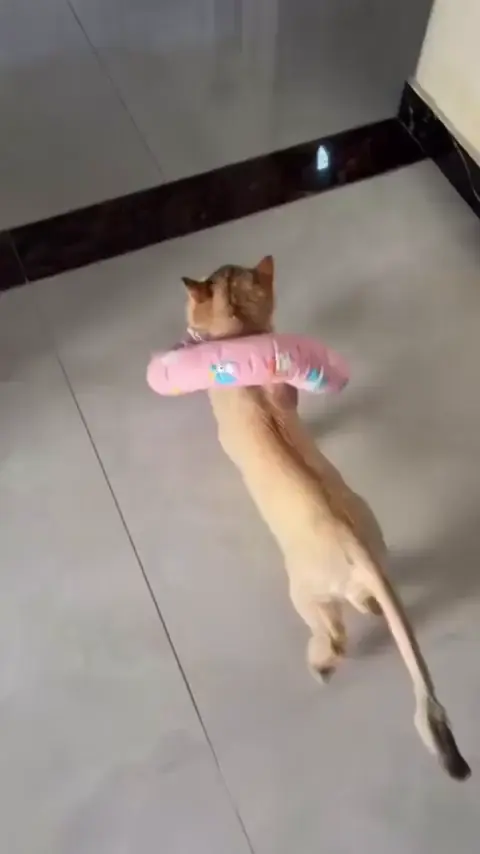 Very sassy cat thinks it's on a catwalk