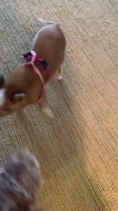 Vicious attack pig in training