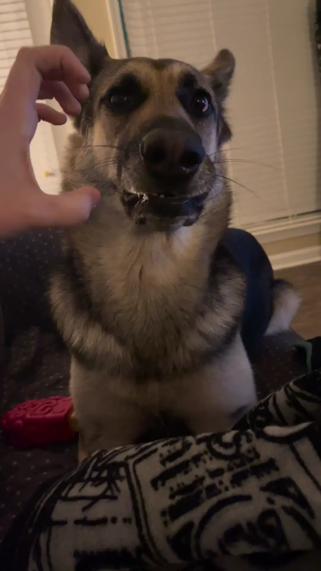 vicious GSD attack