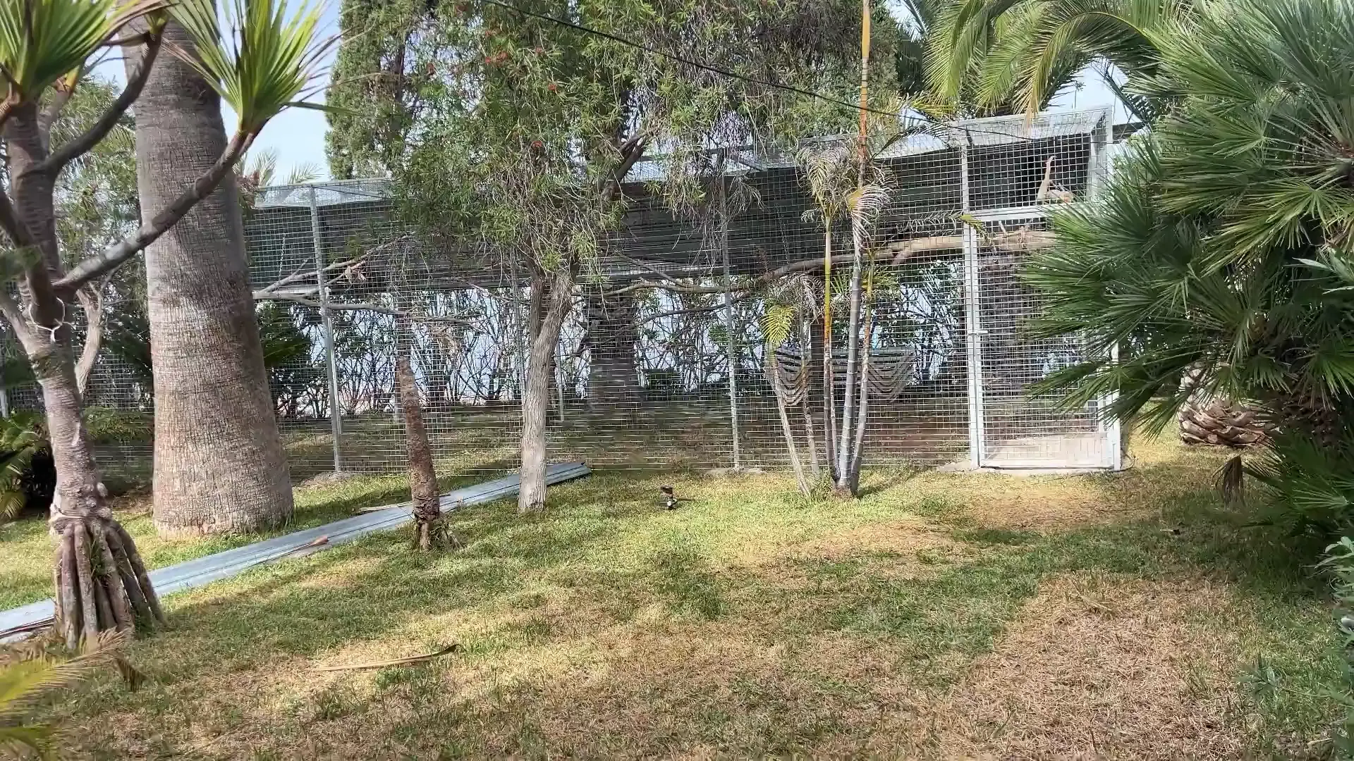 Video update on our Aviary builds