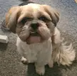 Vinnie's face whenever I'm eating something and he's not getting any.